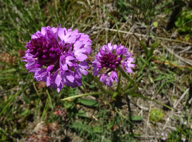 Anacamptis pyramidalis - Rovereto (TN)